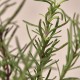 Kaine Rosemary AHA Night Serum 8.5ml