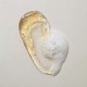 Kaine Kombu Hydrating Daily Cleanser