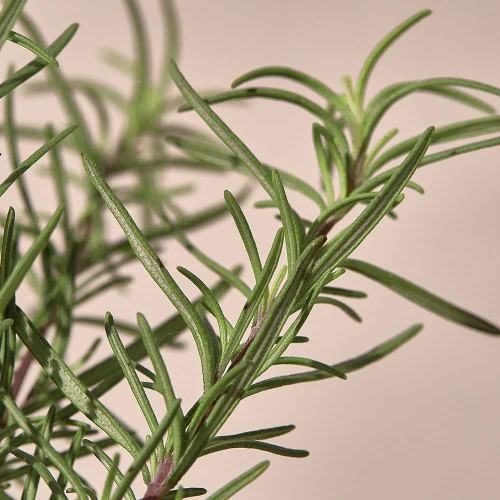 Kaine Rosemary Relief Gel Cleanser 30ml