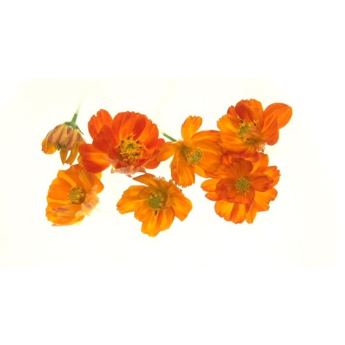Farmstay Calendula Relief Emulsion